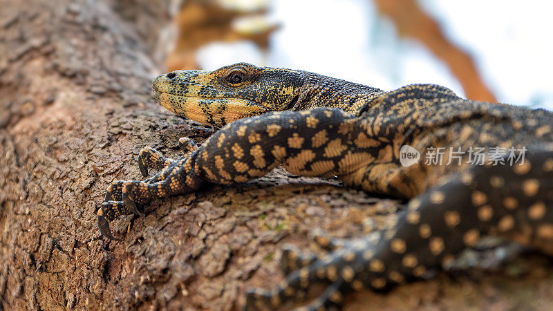 花边巨蜥(Varanus varius)